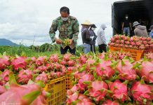 Trung Quốc thông báo 439 trường hợp vi phạm mã số vùng trồng trong 8 tháng
