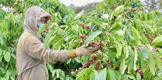 Giá cà phê lập đỉnh mới, nông dân không có hàng bán