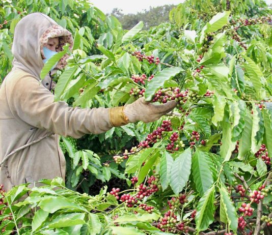Giá cà phê lập đỉnh mới, nông dân không có hàng bán
