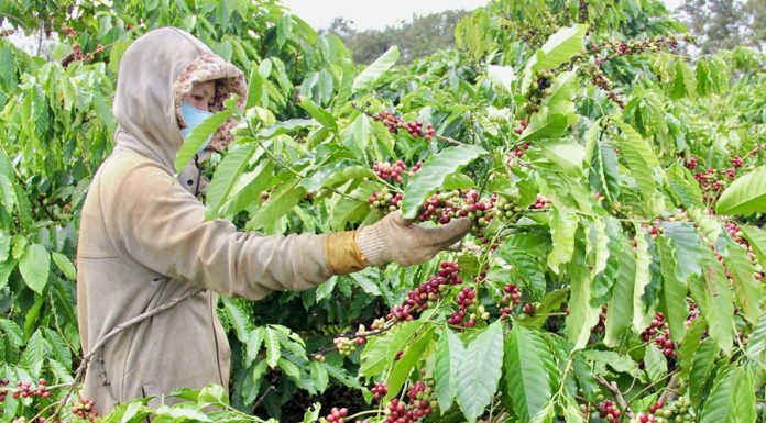 Giá cà phê lập đỉnh mới, nông dân không có hàng bán