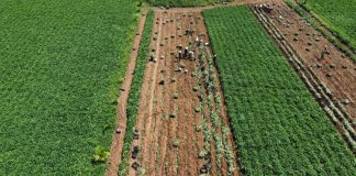 Giá khoai lang tăng kỷ lục người trồng lãi cao