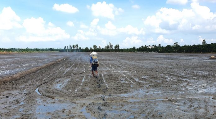 Nông dân ven biển ĐBSCL xuống giống vụ Đông Xuân sớm tránh hạn mặn