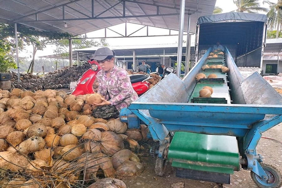 Bến Tre nhân rộng sản xuất dừa hữu cơ