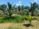Bến Tre nhân rộng sản xuất dừa hữu cơ