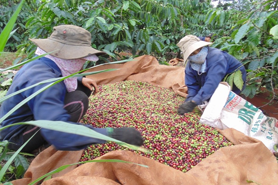 Bón phân cho cà phê vối giai đoạn trước thu hoạch