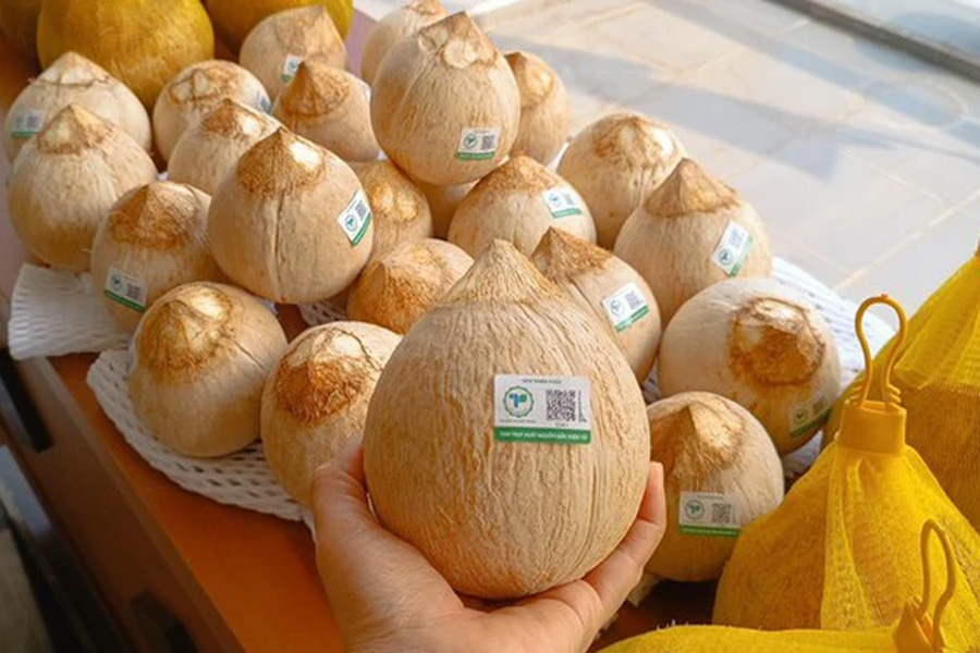Cơ hội của dừa tươi ở thị trường Mỹ Trung