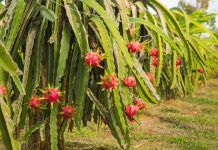 Đẩy mạnh trồng thanh long, Trung Quốc giảm mua từ Việt Nam