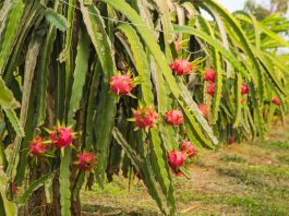 Đẩy mạnh trồng thanh long, Trung Quốc giảm mua từ Việt Nam
