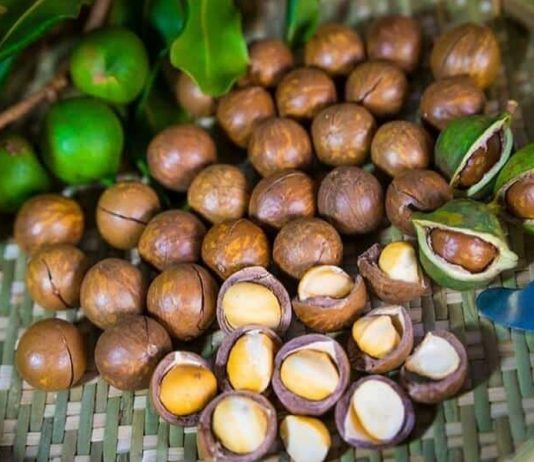 Dư địa xuất khẩu mắc ca Việt Nam còn rất lớn