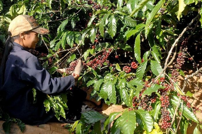 Giá cà phê tăng vọt hơn 1.000 đồng/kg