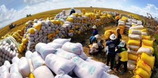 Giá gạo Việt xuất khẩu đứng đầu thế giới