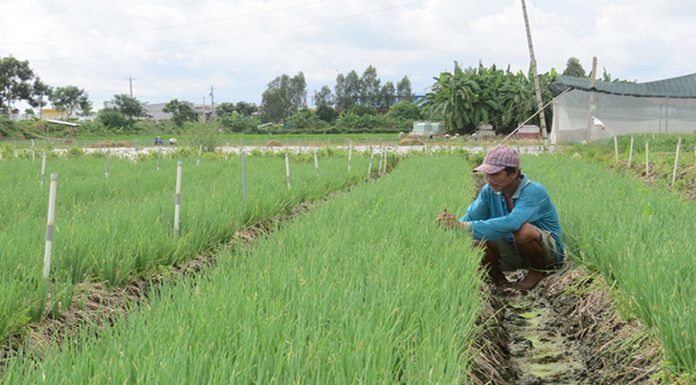 Giá hành lá tăng, đắt hơn giá thịt heo, gà