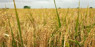 Giá lúa gạo lại tăng vọt