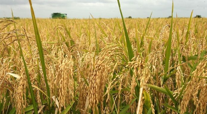 Giá lúa gạo lại tăng vọt