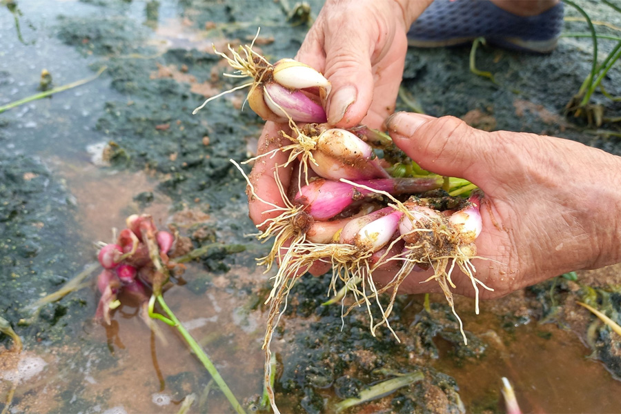 Nông dân trồng hành tím thất thu vì mưa lớn