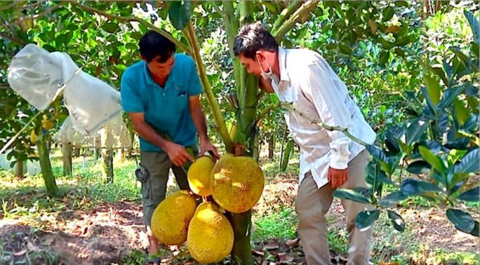 Nông dân Vĩnh Long bén duyên với cây mít ruột đỏ