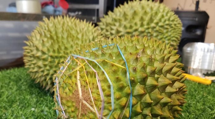 Sầu riêng Musang King trồng ở Việt Nam giá thấp kỷ lục