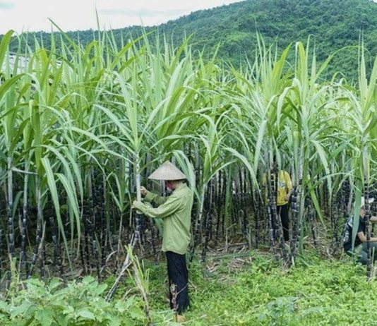 Xuất khẩu gần 2.600 tấn mía sang Trung Quốc