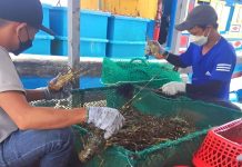 Xuất khẩu tôm hùm Việt Nam sang Trung Quốc giảm mạnh
