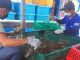 Xuất khẩu tôm hùm Việt Nam sang Trung Quốc giảm mạnh