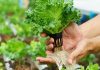 Đô thị miền Tây trồng rau sạch thu hơn 100 triệu/tháng