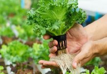 Đô thị miền Tây trồng rau sạch thu hơn 100 triệu/tháng