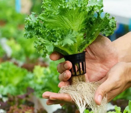 Đô thị miền Tây trồng rau sạch thu hơn 100 triệu/tháng