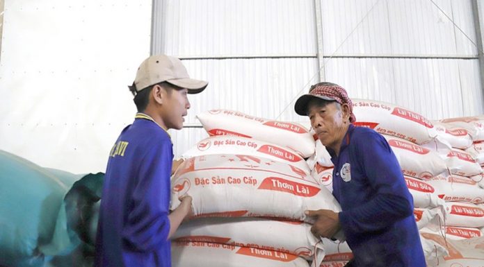 Gạo Việt được nhiều nước ồ ạt thu mua