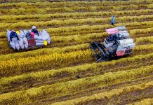 Giá gạo xuất khẩu cao kỷ lục vì sao doanh nghiệp vẫn kêu lỗ?