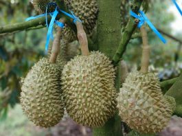 Giá sầu riêng Monthong Thái tăng vọt