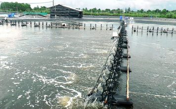 Giá tôm tăng mạnh trở lại