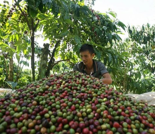 Liệu năm sau xuất khẩu cà phê sẽ thắng lớn hơn?