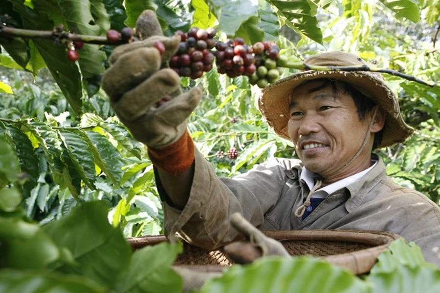 Liệu năm sau xuất khẩu cà phê sẽ thắng lớn hơn?