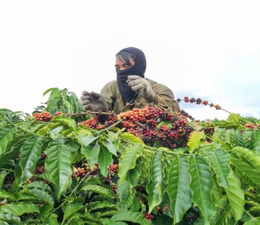Nâng cao chất lượng cà phê từ khâu thu hoạch người dân không mặn mà