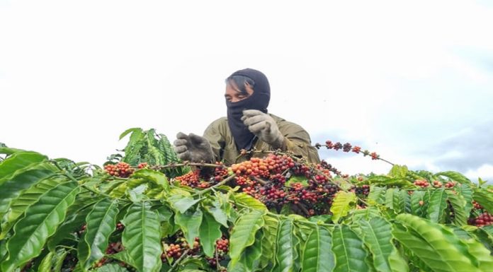 Nâng cao chất lượng cà phê từ khâu thu hoạch người dân không mặn mà
