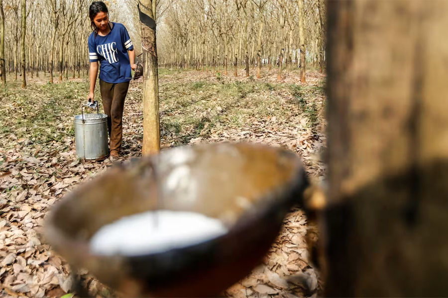 Nông lâm sản Việt trước thách thức quy định chống phá rừng của EU