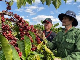 Nông lâm sản Việt trước thách thức quy định chống phá rừng của EU