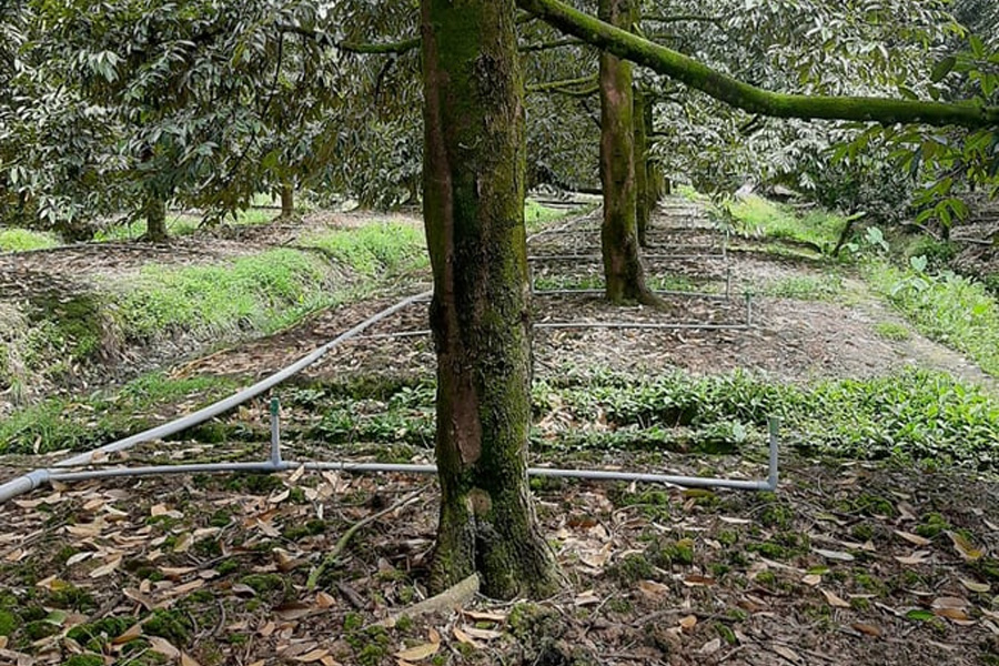 Phòng chống hạn mặn cho cây sầu riêng trong mùa khô