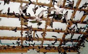 Sản lượng yến Việt Nam có thể đạt 350 – 400 tấn/năm Sản lượng yến Việt Nam có thể đạt 350 - 400 tấn/năm