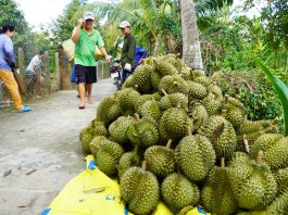 Thương lái vào tận vườn tranh mua sầu riêng trái mùa