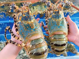 Vì sao xuất khẩu tôm hùm bông sang Trung Quốc ách tắc