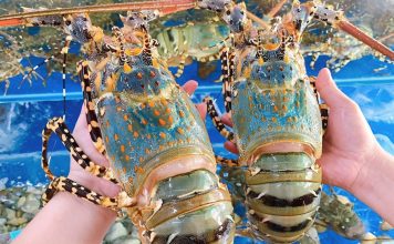 Vì sao xuất khẩu tôm hùm bông sang Trung Quốc ách tắc? Vì sao xuất khẩu tôm hùm bông sang Trung Quốc ách tắc