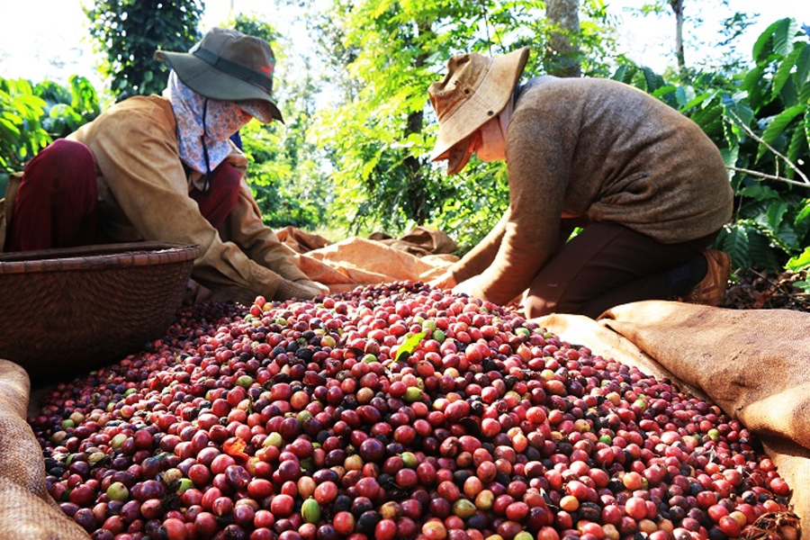 Việt Nam nhập khẩu hơn 100.000 tấn cà phê