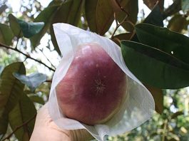 Vú sữa tím đầu mùa giá tăng vọt