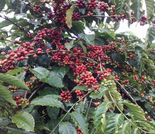 Xử lý nghiêm trường hợp bán cà phê non