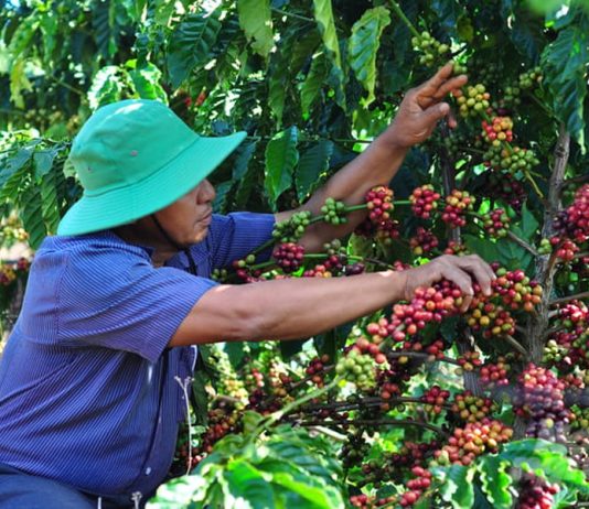 Cà phê hữu cơ thu đúng độ chín, giá cao gấp đôi