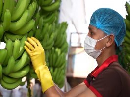 Chuối Việt Nam tăng thị phần ở Trung Quốc