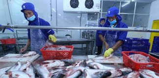 Dự báo sản lượng cá tra năm 2024 tăng 2.8%
