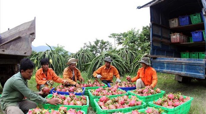 Gần 7.000 mã số vùng trồng được cấp để xuất khẩu quả tươi