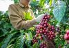 Giá cà phê hôm nay phá đỉnh lịch sử, nông dân không vội bán
